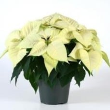 White Poinsettia Plant In A Pot