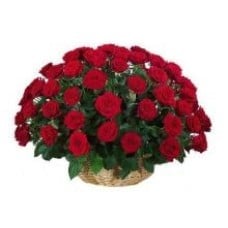 Charming Velvety Roses