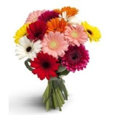 12 Mixed Gerberas Bouquet