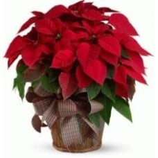 Twin Red Poinsettia Plant