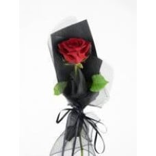 Single Poinsettia Potted Plant