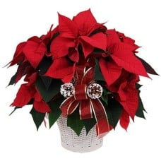 Potted Red Poinsettia Plant (large Size)
