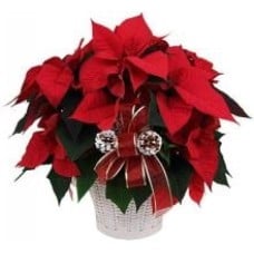 Potted Red Poinsettia Plant (large Size)
