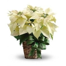 Potted White Poinsettia Plant (large Size)