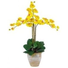 Yellow Twin Orchid Plant