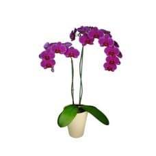 Phalaneopsis Orchid pink