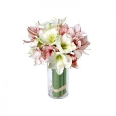 AMARYLLIS (HIPPEASTRUM) MIX