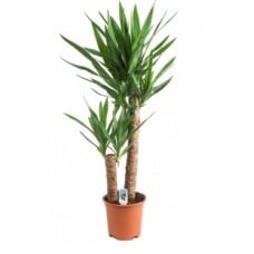 Yucca Palm Tree