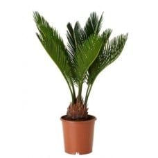 Cycas Revoluta