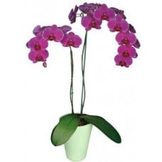 Pink Phalaenopsis Orchid