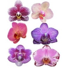 Unusual Orchids