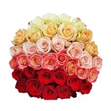 Rainbow (25 stems)