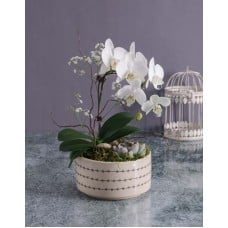 Mothers Day Orchid And Succulent Vase