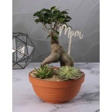 Bowl Of Bonsai And Succulents