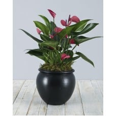 Pink Anthurium in Black Pottery
