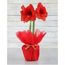 Red Amaryllis Plant