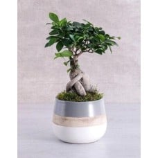 Ficus Bonsai Tree In Striped Pot