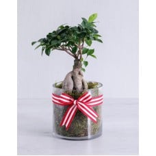 Ficus Bonsai Tree in Red Ribbon Cylinder Vase