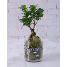 Ficus Bonsai Tree in Black Ribbon Cylinder Vase (Standard)