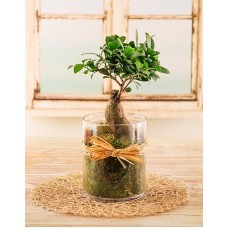 Bonsai Tree in a Cylinder Vase