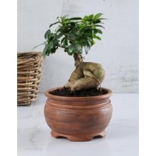 Bonsai Tree In Pottery