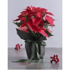 Poinsettia in Green Wrapping