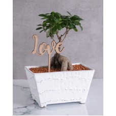 Ficus Bonsai with Love in a Rectangular Pot