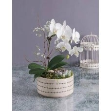 Midi Orchid Garden In A Pot