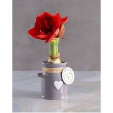Milk Can Amaryllis (Red)