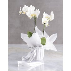 White Midi Sympathy Orchid