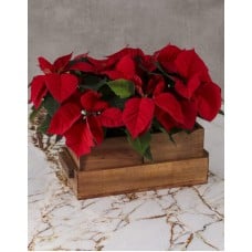 Cheerful Poinsettias in Wooden Pot