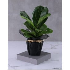 Beautiful Ficus Pot Plant Gift (Standard)
