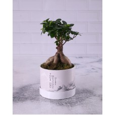 Ficus Ginseng Bonsai In Wrapped Hat Box (STANDARD)