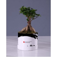 Ficus Ginseng Bonsai In Trendy Hat Box (STANDARD)