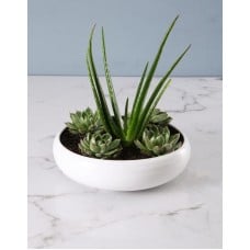 So Cute Succulents In Bowl (STANDARD)