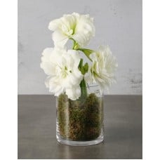 Amaryllis Lilly Whites (Standard)