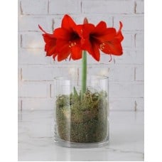 Red Amaryllis Lilly Plant (Standard)