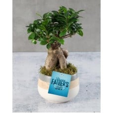 Happy Fathers Day Ficus Bonsai (STANDARD)