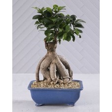 Bonsai In Blue Pot