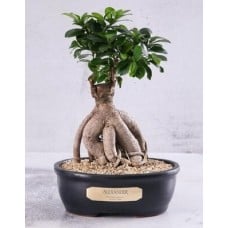 Personalised Bonsai In Charcoal Pot