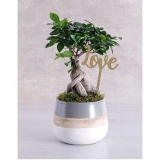 Ficus Bonsai Tree Pot
