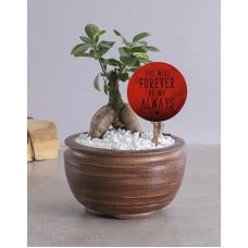 Forever My Always Bonsai