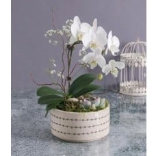 Orchid Garden In A Pot With Balloon
