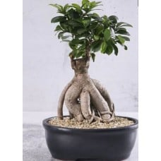 Bonsai In Black Pot