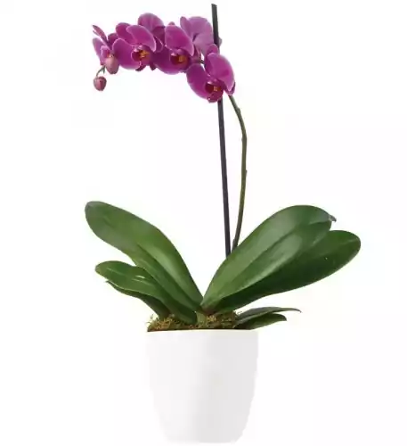 Imperial Purple