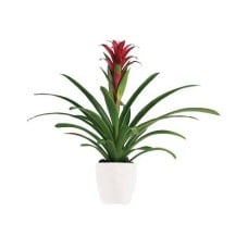 Bromeliad Beauty