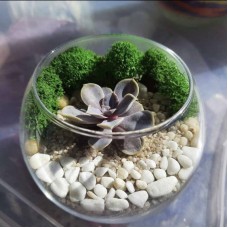 Mini,aquarium,with,succulents.,Florarium,with,stone,pink