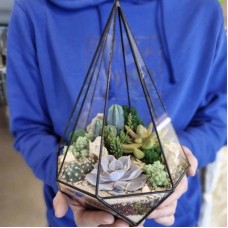 Florarium,chapel,with,succulents,and,cacti