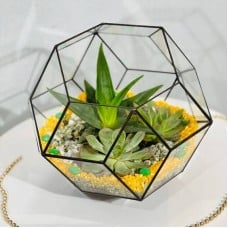 Florarium,shar's,succulents