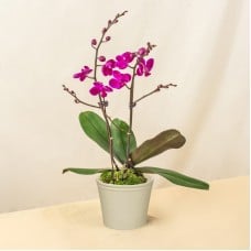 Purple Mini Phalaenopsis Orchid